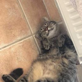 Macskávézó, Debrecen - Egyéb