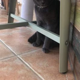 Macskávézó, Debrecen - Egyéb