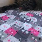 Macskávézó Debrecen - Belső