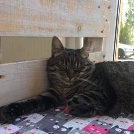 Macskávézó, Debrecen - Belső