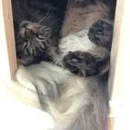 Macskávézó Debrecen - Belső