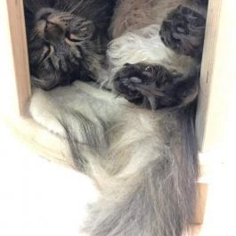 Macskávézó, Debrecen - Belső