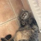 Macskávézó Debrecen - Belső