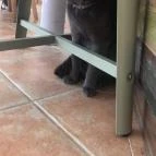 Macskávézó Debrecen - Belső