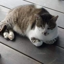 Pajta Étterem Ôriszentpéter - Egyéb