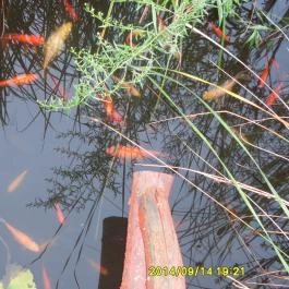 Malomkerék Vendégház I. , Zebegény - Környék