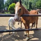 Gyöngyösi Állatkert Gyöngyös - Egyéb