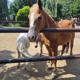 Gyöngyösi Állatkert Gyöngyös - Egyéb