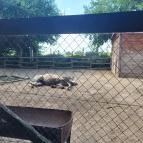 Gyöngyösi Állatkert Gyöngyös - Egyéb