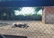 Gyöngyösi Állatkert Gyöngyös