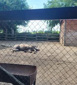 Gyöngyösi Állatkert