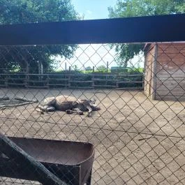 Gyöngyösi Állatkert Gyöngyös - Egyéb