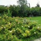 Hotel Kiss Tata - Medence/kert