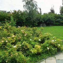 Hotel Kiss, Tata - Medence/kert