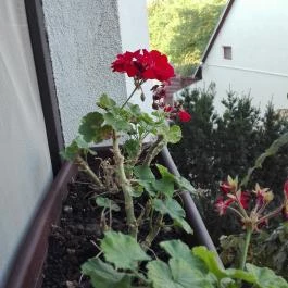 Hotel Piroska, Bük, Bükfürd? - Egyéb