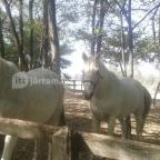 Geréby Kúria Hotel és Lovasudvar Lajosmizse - Egyéb