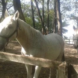 Geréby Kúria Hotel és Lovasudvar, Lajosmizse - Egyéb