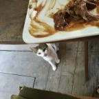 Ördögmalom Erdei Étterem Visegrád - Étel/ital