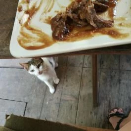 Ördögmalom Erdei Étterem, Visegrád - Étel/ital