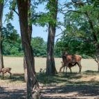 Bőszénfai Szarvasfarm Bőszénfa - Egyéb