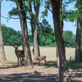 Bőszénfai Szarvasfarm, Bőszénfa - Egyéb