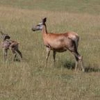 Bőszénfai Szarvasfarm Bőszénfa - Egyéb