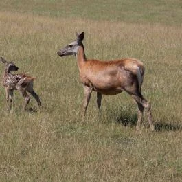 Bőszénfai Szarvasfarm, Bőszénfa - Egyéb