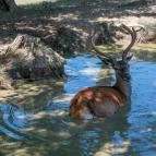 Bőszénfai Szarvasfarm Bőszénfa - Egyéb