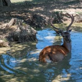 Bőszénfai Szarvasfarm, Bőszénfa - Egyéb