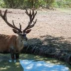 Bőszénfai Szarvasfarm Bőszénfa - Egyéb