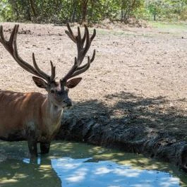 Bőszénfai Szarvasfarm, Bőszénfa - Egyéb