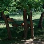 Bőszénfai Szarvasfarm Bőszénfa - Egyéb