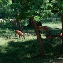 Bőszénfai Szarvasfarm, Bőszénfa - Egyéb