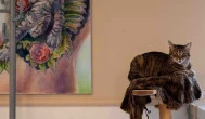 Cat Café - Révay utca, Budapest