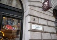 Cat Café - Révay utca Budapest