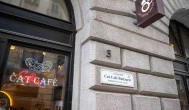 Cat Café - Révay utca, Budapest