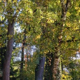 Főnix Wellness Resort Nógrádgárdony - Egyéb