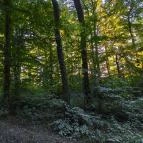 Hotel Kardosfa Zselickisfalud - Egyéb