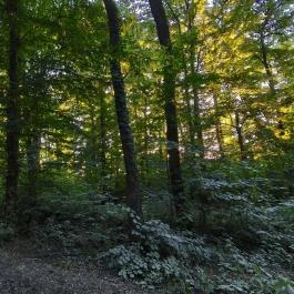 Hotel Kardosfa Zselickisfalud - Egyéb