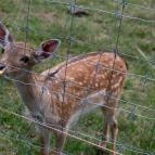 Hotel Szarvaskút Zirc - Egyéb