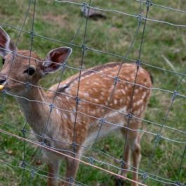 Hotel Szarvaskút Zirc - Egyéb