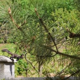 Hotel Vécsecity, Hernádvécse - Medence/kert