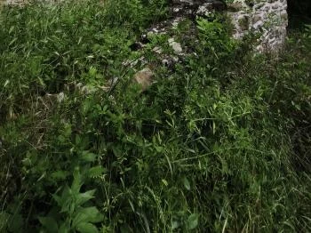 Újlaki templomrom Tihany