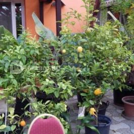 Bagolyvár Inárcs, Inárcs - Külső kép