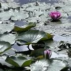 Belenus Thermalhotel Superior Zalakaros - Környék