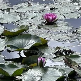 Belenus Thermalhotel Superior Zalakaros - Környék