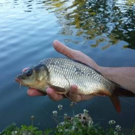 Hotel Vécsecity, Hernádvécse - Medence/kert