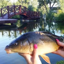 Hotel Vécsecity, Hernádvécse - Medence/kert