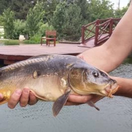 Hotel Vécsecity, Hernádvécse - Medence/kert