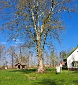 Fekete István Emlékház